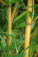 Spectabilis Bambus