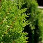 Thuja brabant / Lebensbaum Brabant