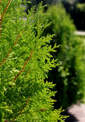 Thuja brabant / Lebensbaum Brabant