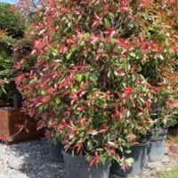 Photinia Glanzmispel