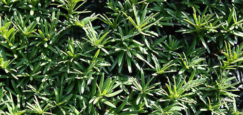 Eibe, Taxus baccata