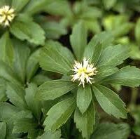 Pachysandra terminalis