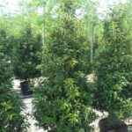 Prunus lusitanica Angustifolia / Portugiesischer Kirschlorbeer