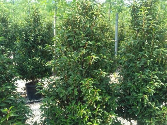 Prunus lusitanica Angustifolia / Portugiesischer Kirschlorbeer