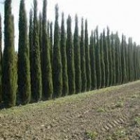 Toskanische Zypresse, Cupressus sempervirens Pyramidalis,