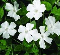 Vinca Minor