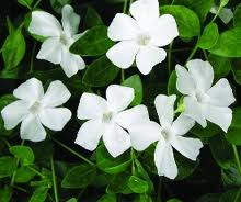 Vinca Minor