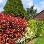 Photinia fraserie Red Robin