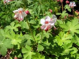 Geranium Felsen Storchschnabel 'Spessart'