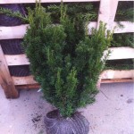 Kegeleibe / Taxus media Hillii