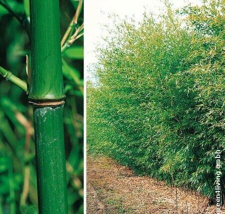 Phyllostachys bissetii, Bisset Bambus