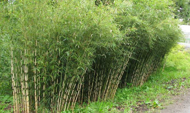Der Fargesia robusta Campbell in Topqualität von green4living