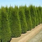 Thuja smaragd