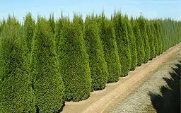 Thuja smaragd