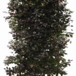 Fagus sylvatica Purpurea / Blutbuche Heckenelement