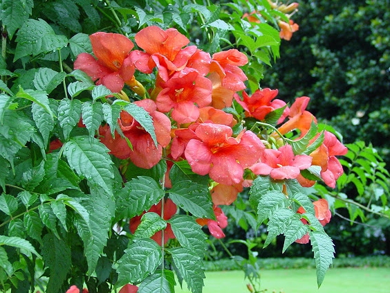 Campsis tagliabuana Mme Galen / Trompetenblume als Heckenelement