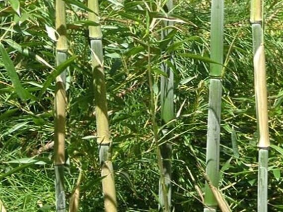 Bambus bissetii