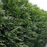 Thuja plicata