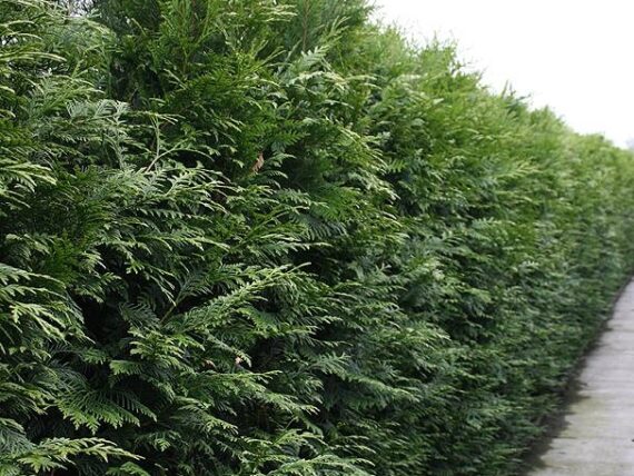 Thuja plicata