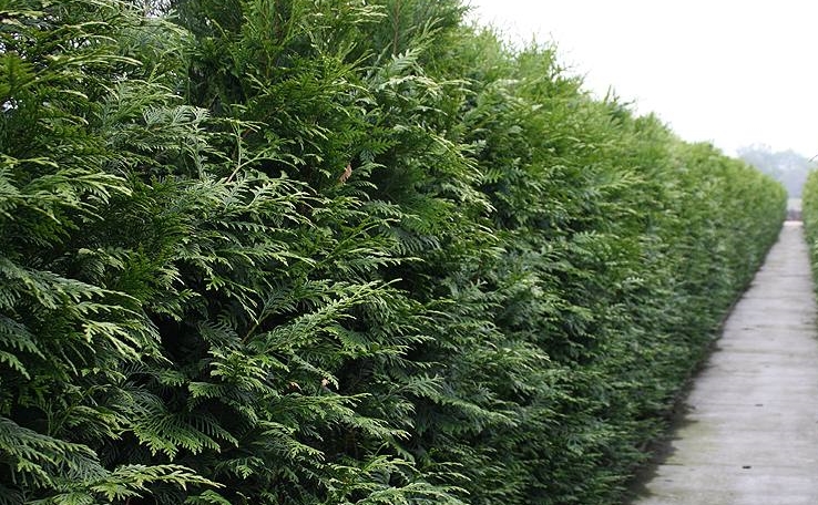 Thuja plicata