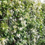 Trachelospermum jasminoides / Sternjasmin