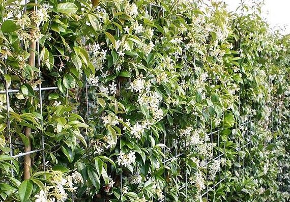 Trachelospermum jasminoides / Sternjasmin