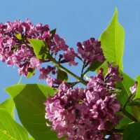 Syringa vulgaris 'Andenken an Ludwig Spaeth' / Edelflieder