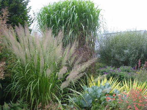 Calamagrostis, Diamantgras