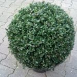 Ilex crenata Convexa oder Stechpalme