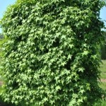 Liquidambar styraciflua/ Amerikanische Amberbaum Spaliere