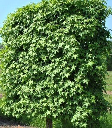 Liquidambar styraciflua/ Amerikanische Amberbaum Spaliere