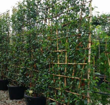 Photinia Spalier / Glanzmispelspalier