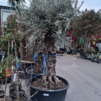 Olivenbaum / Olea europaea