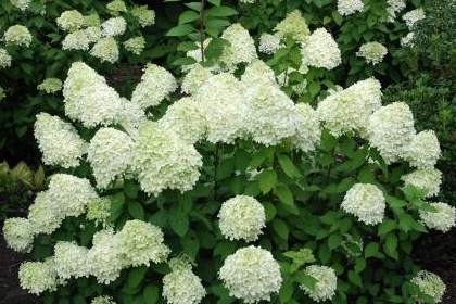 Hydrangea paniculata