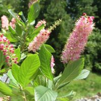 clethra alnifolia pink spire