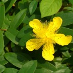 Hypericum calycinum / Kelchiges Johanniskraut