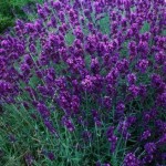 Lavandula angustifolia Hidcote Blue / Lavendel