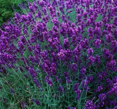 Lavendel