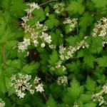 Stephanandra incisa Crispa / Niedrige Kranzspiere