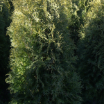 thuja occidentalis