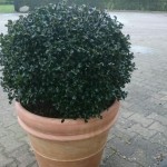 Ilex crenata als Buchsersatz