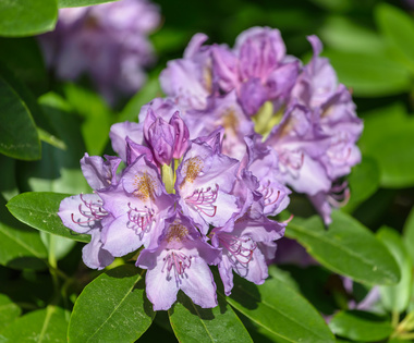 Rhododendron Catawbiense