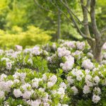 Rhododendron Bloombux