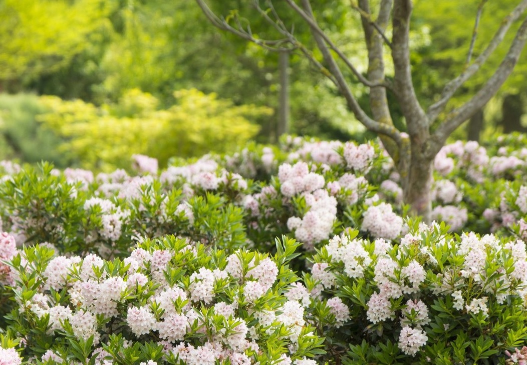 Rhododendron Bloombux