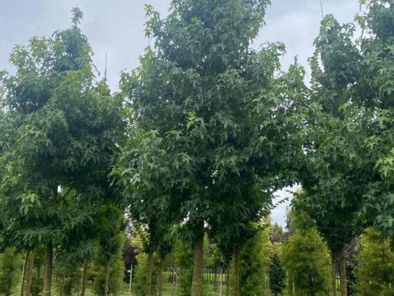 Liquidambar styraciflua , Amberbaum