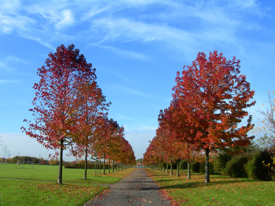 Amerikanischer Amberbaum