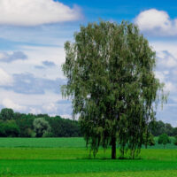 Betula pendula, Hängebirke