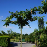 Hainbuche, Carpinus betulus