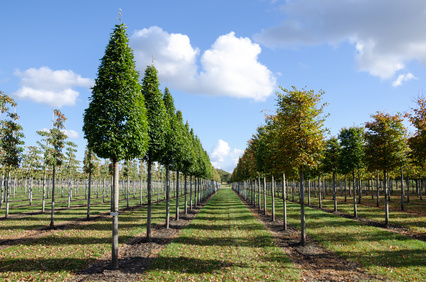 Carpinus betulus , Säulen-Heinbuch