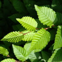 Carpinus betulus Fastigiata